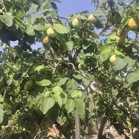 Alpesi faház Ciftlik Ve Dag Evi - Canerbey